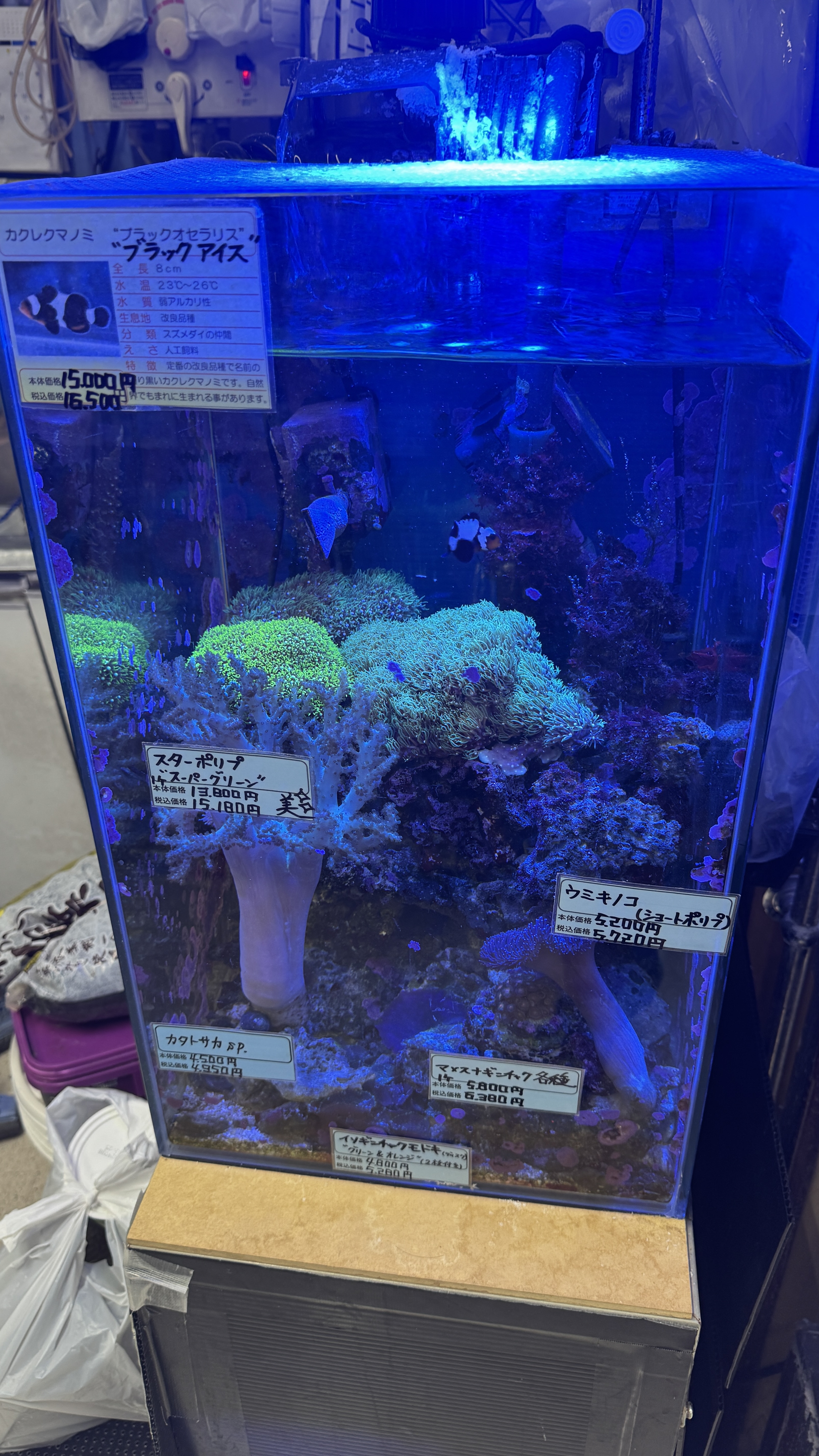 Tee Shirts of Mushrooms